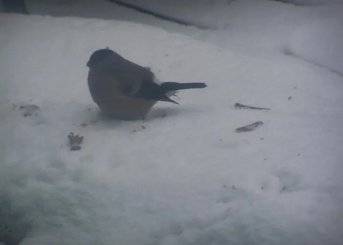 Beatka Świeradów-Zdrój